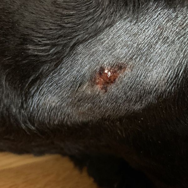 Spots on 2025 dogs neck